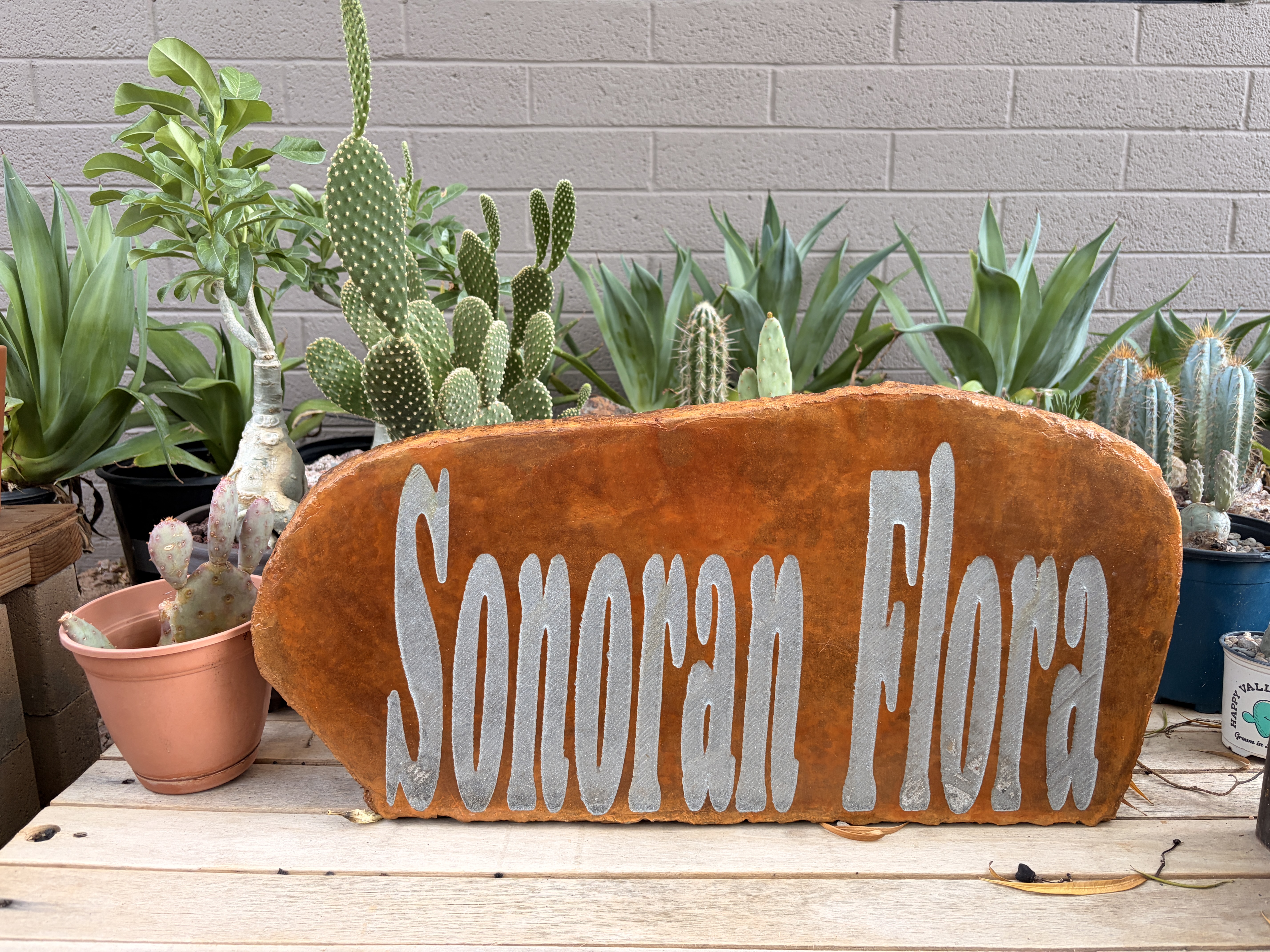 Finished Sonoran Flora lettering engraved into a terracotta-colored garden stone surrounded by Arizona cactus plants